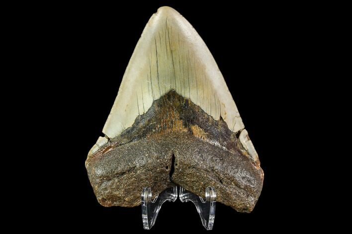 Fossil Megalodon Tooth - North Carolina #109833